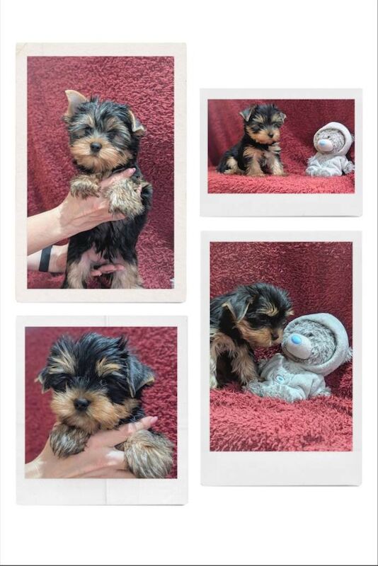 Pedigree Yorkshire Terrier puppies ( last one - small )