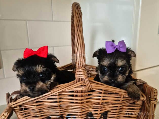 Pedigree yorkshire terriers two girls for sale in Oakham, Rutland