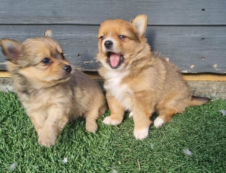 Yorkshire Terrier Puppies For Sale Under £1,000