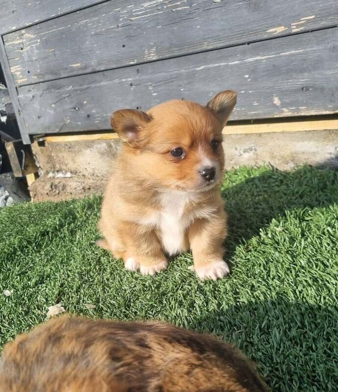 Yorkshire Terrier puppies for sale in Llanelli, Carmarthenshire – 8 weeks old - Image 2 of 5