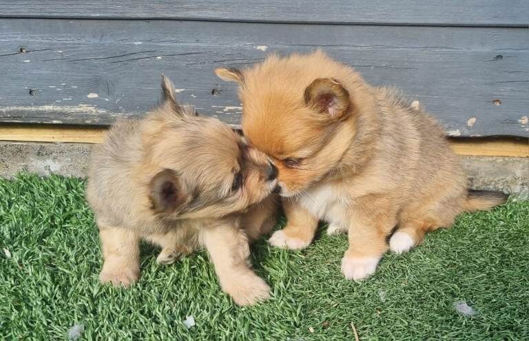 Yorkshire Terrier puppies for sale in Llanelli, Carmarthenshire – 8 weeks old - Image 3 of 5