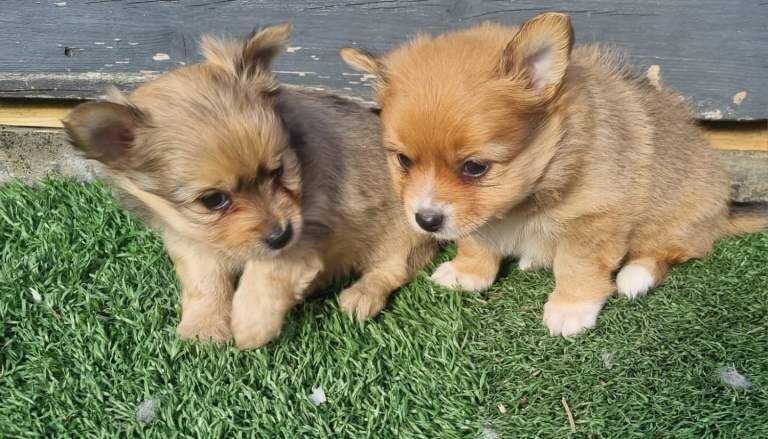 Yorkshire Terrier puppies for sale in Llanelli, Carmarthenshire – 8 weeks old - Image 4 of 5