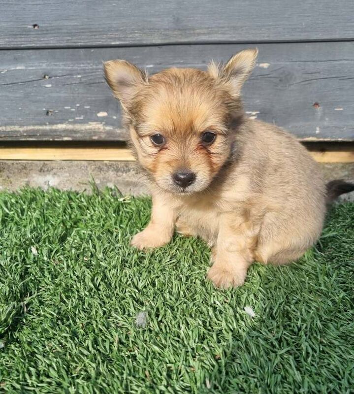 Yorkshire Terrier puppies for sale in Llanelli, Carmarthenshire – 8 weeks old - Image 5 of 5