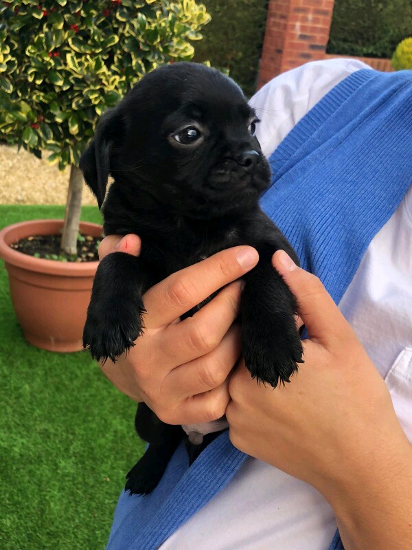 Pugshire Puppies (Pug X Yorkshire Terrier) - Image 2 of 8