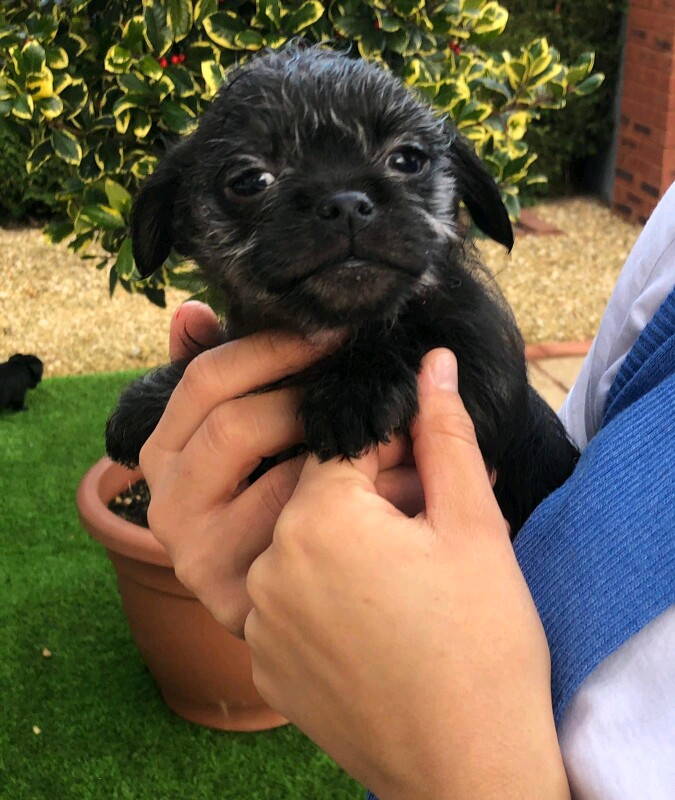 Pugshire Puppies (Pug X Yorkshire Terrier) - Image 3 of 8