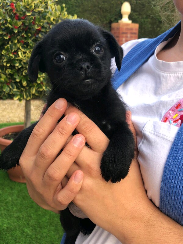 Pugshire Puppies (Pug X Yorkshire Terrier) - Image 4 of 8