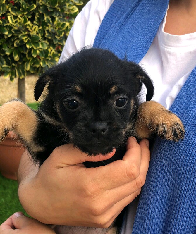 Pugshire Puppies (Pug X Yorkshire Terrier) - Image 5 of 8