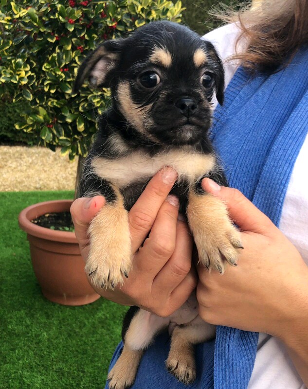 Pugshire Puppies (Pug X Yorkshire Terrier) - Image 6 of 8