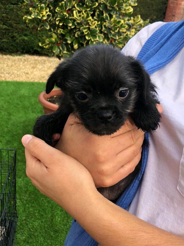 Pugshire Puppies (Pug X Yorkshire Terrier) - Image 7 of 8