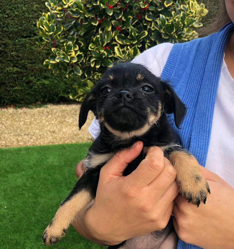 Pugshire Puppies (Pug X Yorkshire Terrier) - Image 8 of 8