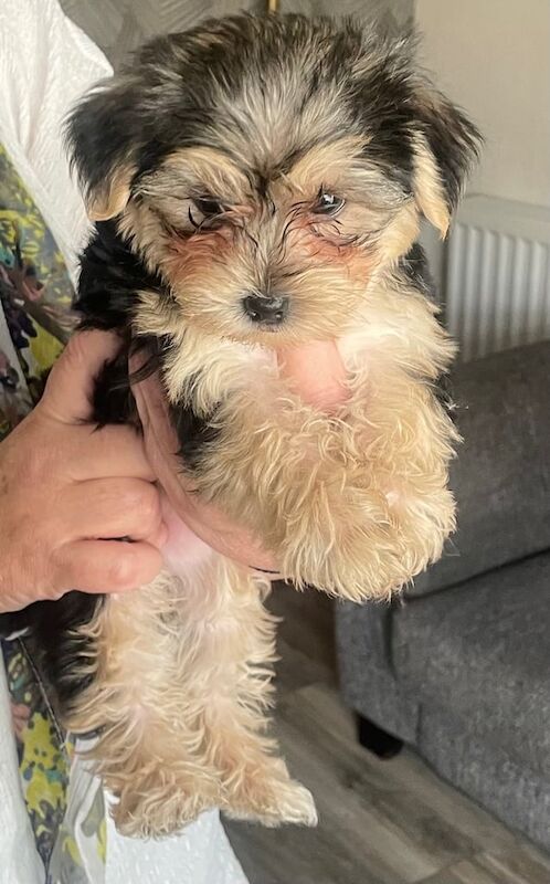 Pup for Sale in Lurgan, County Armagh