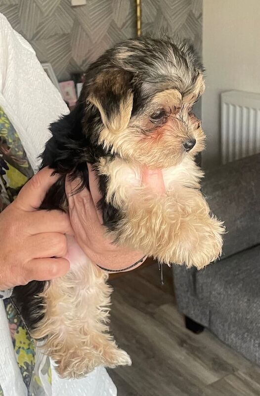 Yorkshire Terrier puppies for sale in Lurgan, County Armagh – 7 months old - Image 2 of 2