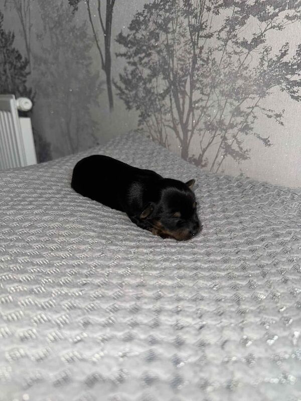 Yorkshire Terrier puppies for sale in Bradford, West Yorkshire – 2 weeks old