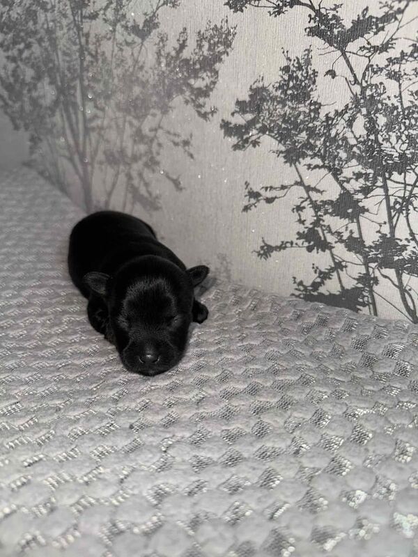 Yorkshire Terrier puppies for sale in Bradford, West Yorkshire – 2 weeks old - Image 2 of 3