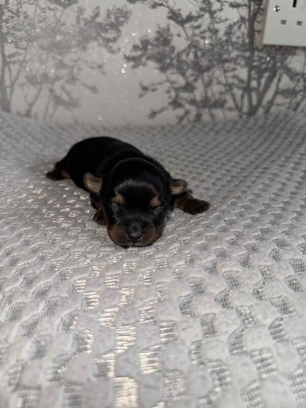 Yorkshire Terrier puppies for sale in Bradford, West Yorkshire – 2 weeks old - Image 3 of 3