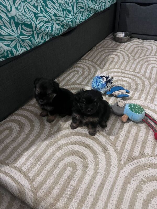 Yorkshire Terrier puppies for sale in Aberdeen – 5 weeks old