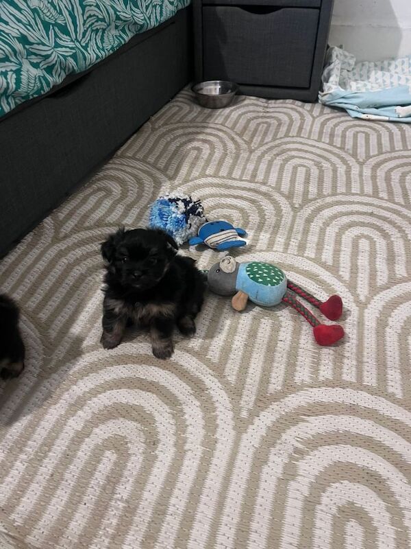Puppies - Image 3 of 3