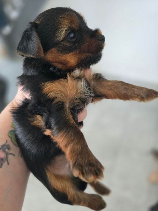 Puppies - Image 2 of 5