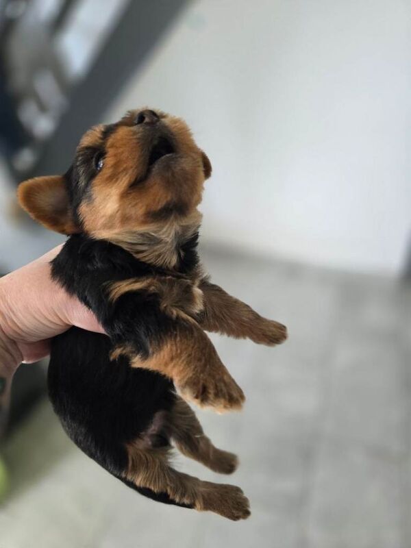 Puppies - Image 3 of 5