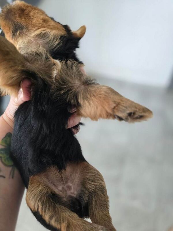 Puppies - Image 4 of 5