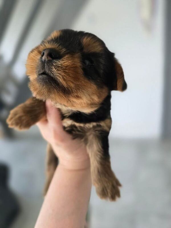Puppies - Image 5 of 5