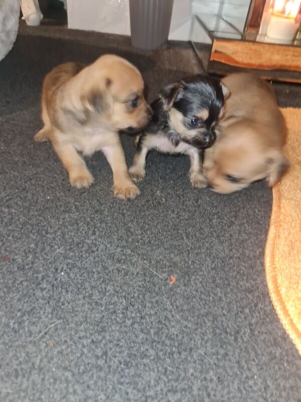 Yorkshire Terrier puppies for sale in Gorton, Greater Manchester – 4 weeks old