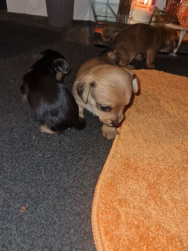 Yorkshire Terrier puppies for sale in Gorton, Greater Manchester – 4 weeks old - Image 2 of 3