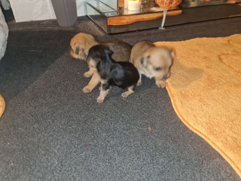 Yorkshire Terrier puppies for sale in Gorton, Greater Manchester – 4 weeks old - Image 3 of 3