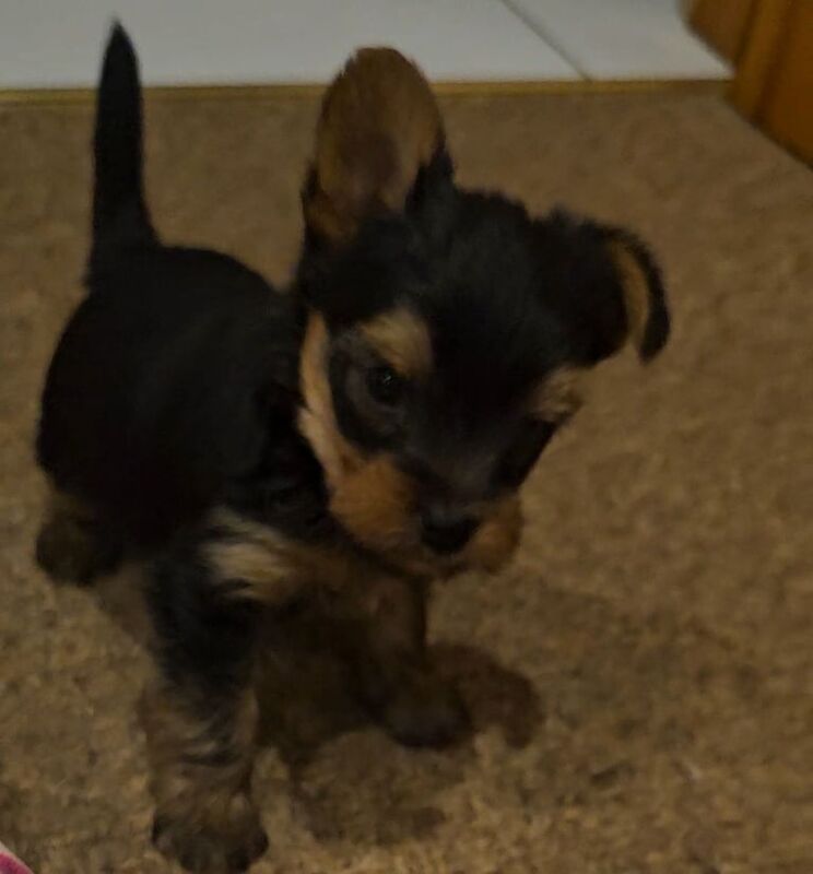 Yorkshire Terrier puppies for sale in Downpatrick, County Down – 7 weeks old