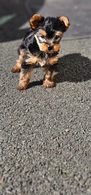 Yorkshire Terrier puppies for sale in Downpatrick, County Down – 7 weeks old - Image 2 of 3