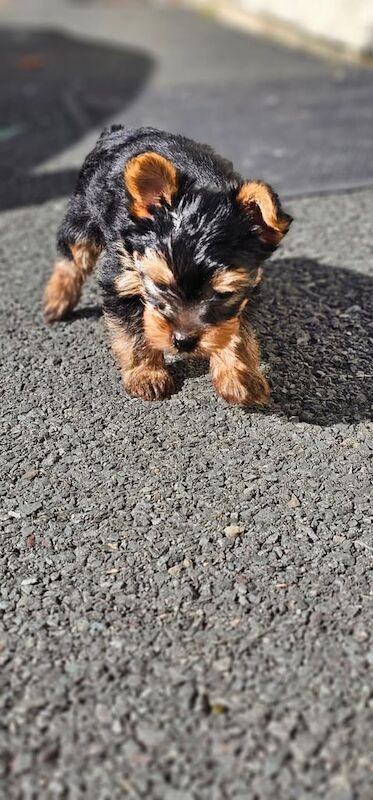 Yorkshire Terrier puppies for sale in Downpatrick, County Down – 7 weeks old - Image 3 of 3