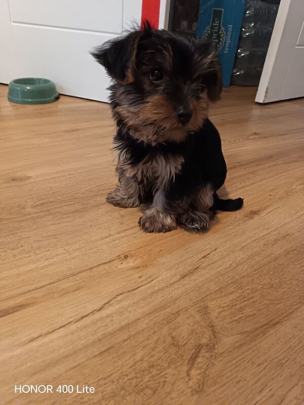Yorkshire Terrier puppies for sale in Rumney / Rhymni, South Glamorgan – 9 weeks old