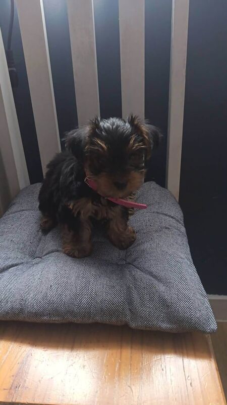 Yorkshire Terrier puppies for sale in Rumney / Rhymni, South Glamorgan – 9 weeks old - Image 2 of 5