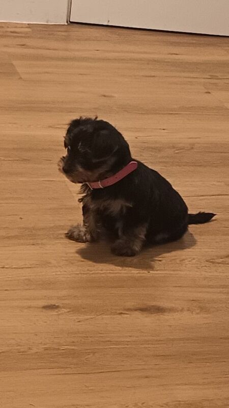 Yorkshire Terrier puppies for sale in Rumney / Rhymni, South Glamorgan – 9 weeks old - Image 3 of 5