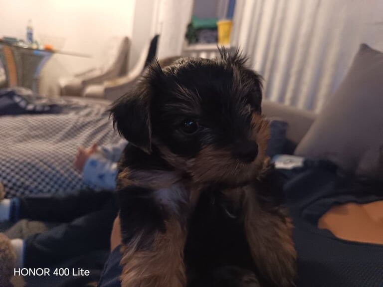 Yorkshire Terrier puppies for sale in Rumney / Rhymni, South Glamorgan – 9 weeks old - Image 4 of 5