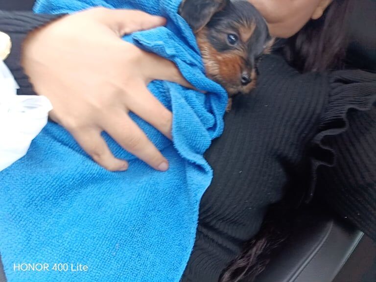 Yorkshire Terrier puppies for sale in Rumney / Rhymni, South Glamorgan – 9 weeks old - Image 5 of 5