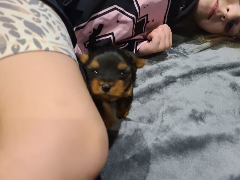 Yorkshire Terrier puppies for sale in Longstone, City of Edinburgh – 2 weeks old