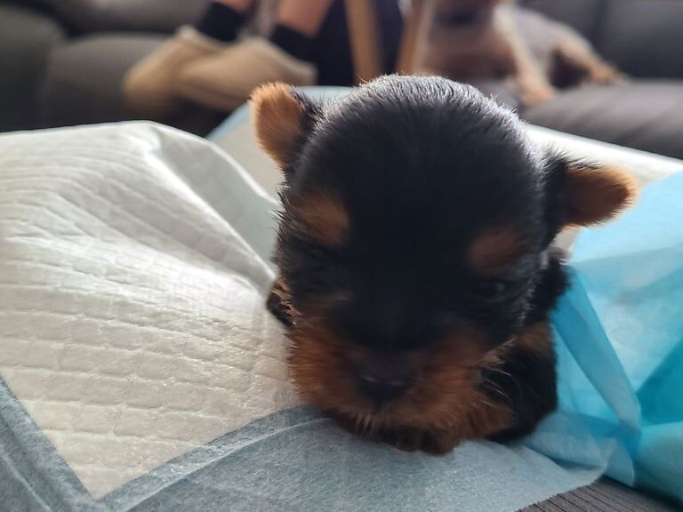 Yorkshire Terrier puppies for sale in Longstone, City of Edinburgh – 3 weeks old - Image 2 of 5