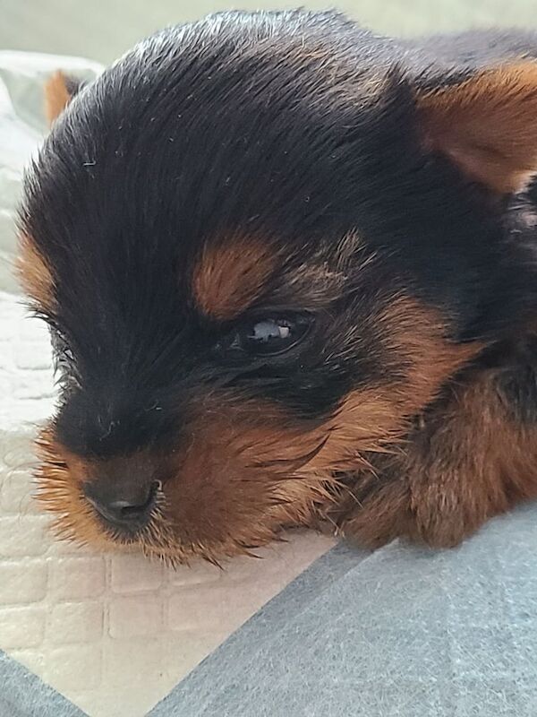 Yorkshire Terrier puppies for sale in Longstone, City of Edinburgh – 3 weeks old - Image 3 of 5