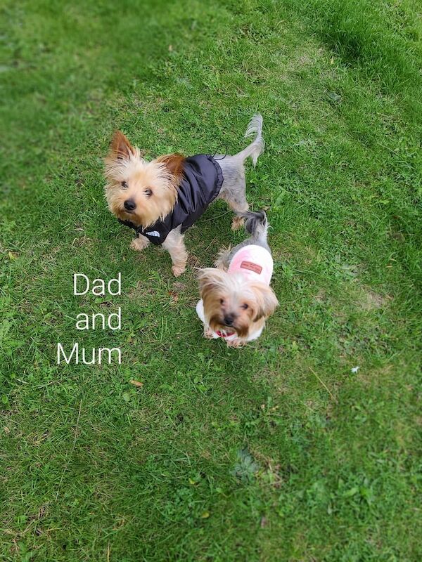 Yorkshire Terrier puppies for sale in Longstone, City of Edinburgh – 3 weeks old - Image 4 of 5