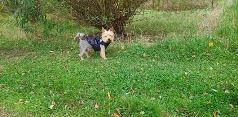 Yorkshire Terrier puppies for sale in Longstone, City of Edinburgh – 3 weeks old - Image 5 of 5