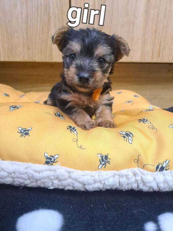Puppy Yorkshire terrier