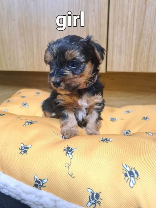 Puppy Yorkshire terrier - Image 2 of 4