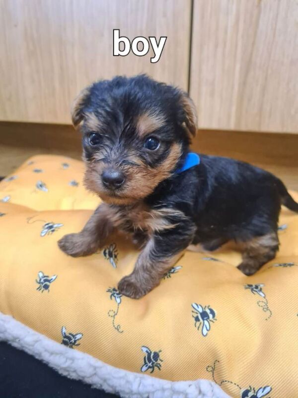 Puppy Yorkshire terrier - Image 3 of 4