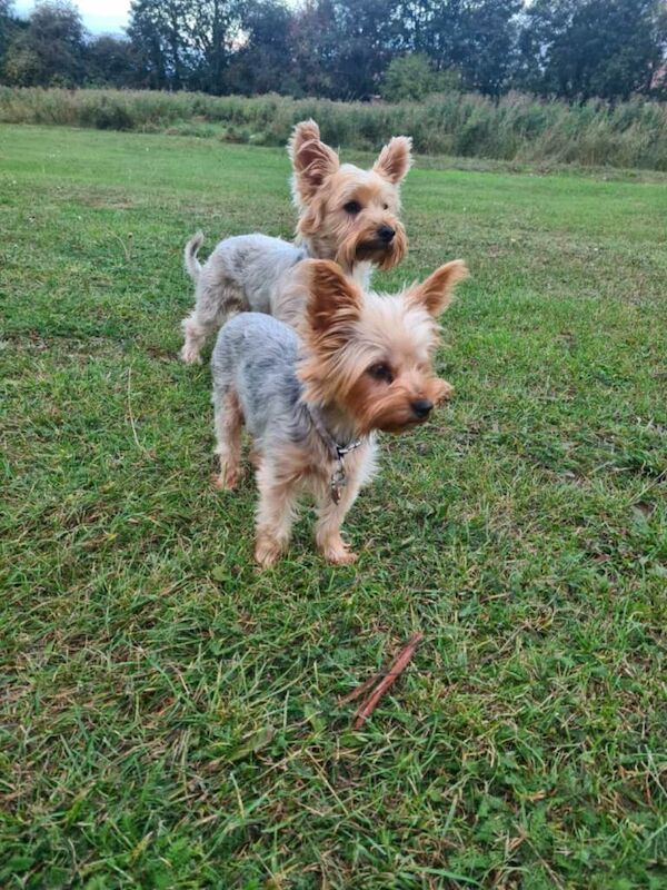 Puppy Yorkshire terrier - Image 4 of 4