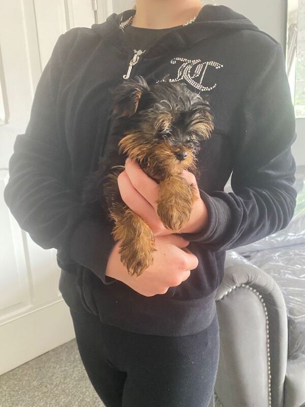 Yorkie Puppies For Sale