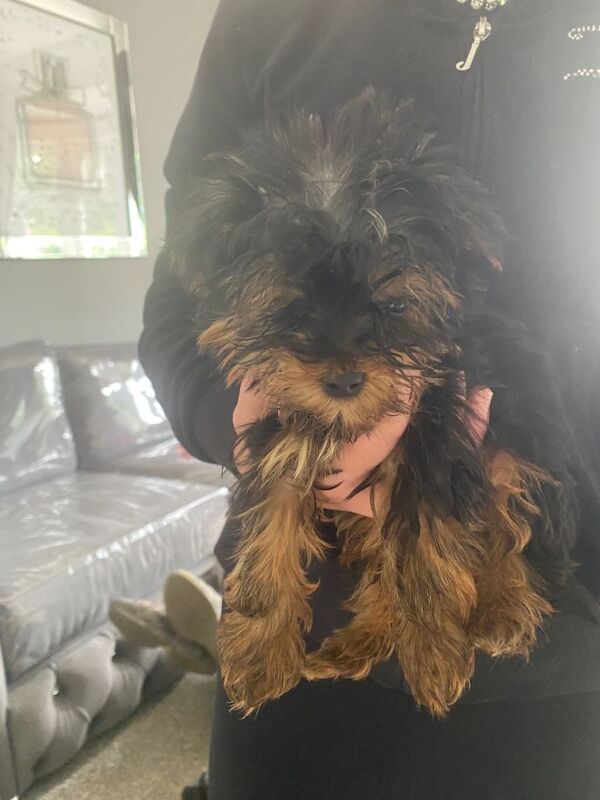 Puppy Yorkshire terrier - Image 2 of 3