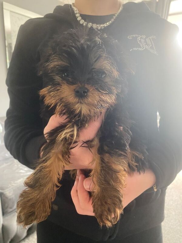 Puppy Yorkshire terrier - Image 3 of 3