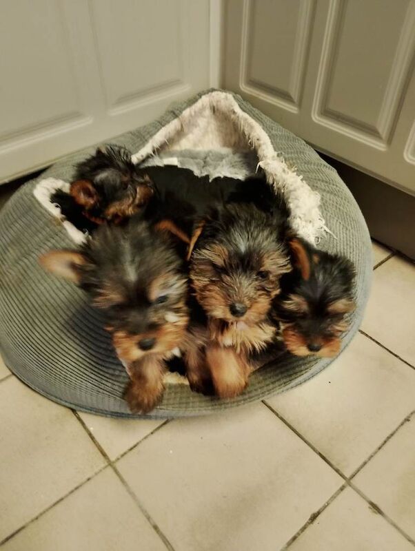 Yorkie Puppies For Sale