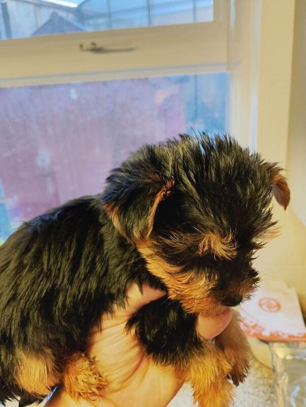 Pups - Image 2 of 3